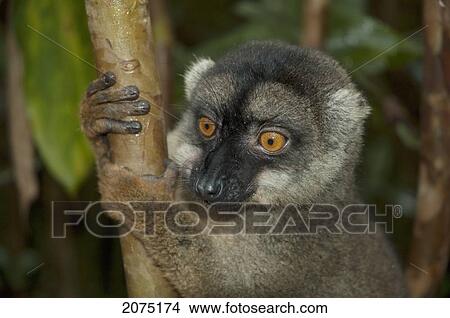 Picture - Common Brown Lemur (Eulemur Fulvus Fulvus), Andasibe-Mantadia National Park, Toamasina Province, Madagascar. Fotosearch