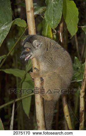 Stock Image - Common Brown Lemur (Eulemur Fulvus Fulvus), Andasibe-Mantadia National Park, Toamasina Province, Madagascar. Fotosearch