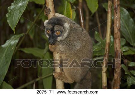 Stock Image - Common Brown Lemur (Eulemur Fulvus Fulvus), Andasibe-Mantadia National Park, Toamasina Province, Madagascar. Fotosearch