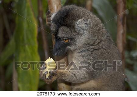 Common Brown Lemur (Eulemur Fulvus Fulvus), Andasibe-Mantadia National Park, Toamasina Province, Madagascar View Large Photo Image Stock Image - Common Brown Lemur (Eulemur Fulvus Fulvus), Andasibe-Mantadia National Park, Toamasina Province, Madagascar. Fotosearch