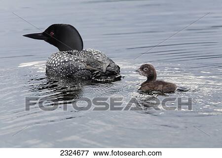 Stock Photo - Common Loon And Chick Swimming, Algonquin Park, Ontario, Canada. Fotosearch