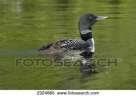 Common Loon And Chick Swimming, Algonquin Park, Ontario, Canada View Large Photo Image Stock Photography - Common Loon And Chick Swimming, Algonquin Park, Ontario, Canada. Fotosearch