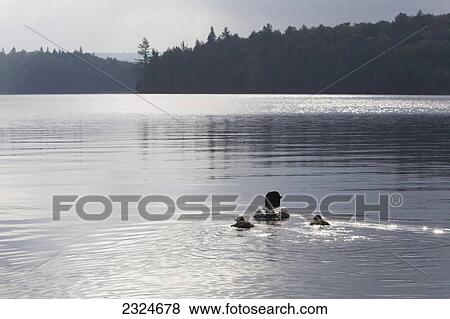 Stock Photo - Common Loon And Chicks Swimming In Early Morning Light, Algonquin Park, Ontario, Canada. Fotosearch