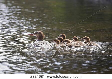 Stock Image - Common Merganser And Chicks Swimming, Algonquin Park, Ontario, Canada. Fotosearch