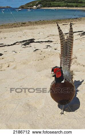 Common Pheasant (Phasianus Colchicus) On The Beach At New Grimsby, Tresco, Isles Of Scilly, Cornwall, Uk, Europe View Large Photo Image Stock Image - Common Pheasant (Phasianus Colchicus) On The Beach At New Grimsby, Tresco, Isles Of Scilly, Cornwall, Uk, Europe. Fotosearch