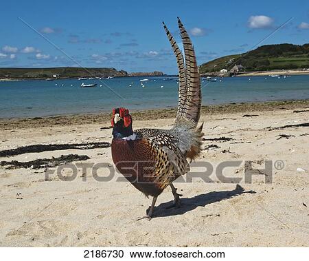 Stock Image - Common Pheasant (Phasianus Colchicus) On The Beach At New Grimsby, Tresco, Isles Of Scilly, Cornwall, Uk, Europe. Fotosearch