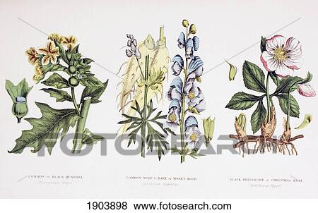 Stock Photo - Common Poisonous Plants. Left To Right: Common Or Black Henbane. (Hyoscyamus Niger); Common Wolf's Bane Or Monk's Hood. (Aconitum Napellus). Black Hellebore Or Christmas Rose. (Helleborus Niger). From The Household Physician, Published Circa 1890.. Fotosearch