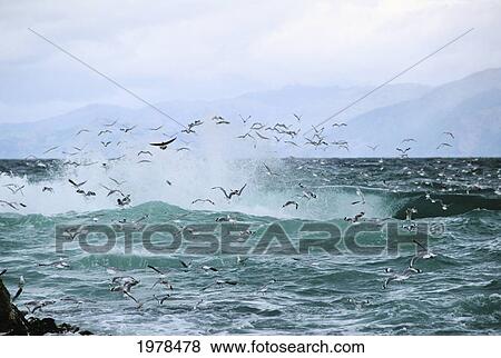 Common Sea Gulls flying over turbulent ocean; New Zealand View Large Photo Image Stock Photo - Common Sea Gulls flying over turbulent ocean; New Zealand. Fotosearch