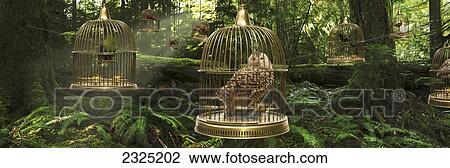 Composite Of Owl In Cage In Cathedral Grove, Macmillan Provincial Park; British Columbia, Canada View Large Photo Image Stock Image - Composite Of Owl In Cage In Cathedral Grove, Macmillan Provincial Park; British Columbia, Canada. Fotosearch