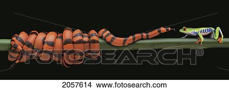 Picture - Concepts # Fl1107, Kitchin/Hurst; Snake And Frog, Face To Face. Fotosearch