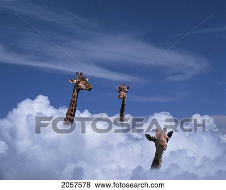 Stock Photo - Concepts # Fl1139, Kitchin/Hurst; Three Giraffe Heads In Clouds. Fotosearch
