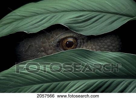 Concepts # Fl1150, Kitchin/Hurst; Reptile Peeking Through Leaves View Large Photo Image Stock Photograph - Concepts # Fl1150, Kitchin/Hurst; Reptile Peeking Through Leaves. Fotosearch