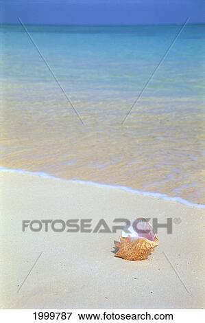 Stock Photo - Conch Shell In White Sand Along Shoreline, Shallow Turquoise Water C1757. Fotosearch