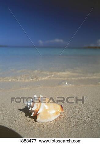 Stock Photo - Conch Shell On Beach With Tide, Close Up. Fotosearch