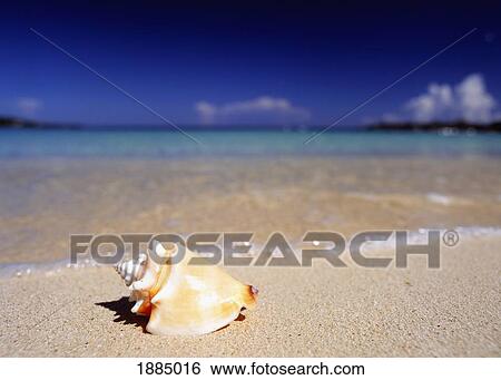 Stock Photograph - Conch Shell On The Beach. Fotosearch
