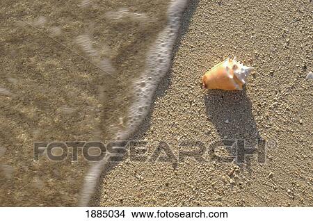 Conch Shell On The Beach With Ocean, Close Up View Large Photo Image Picture - Conch Shell On The Beach With Ocean, Close Up. Fotosearch