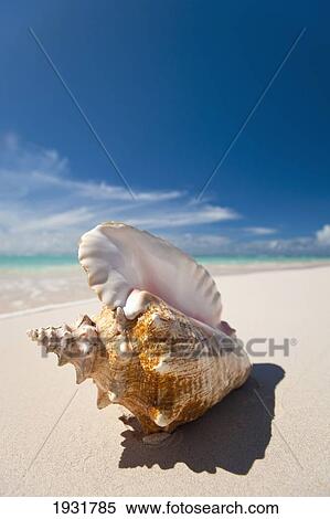 Stock Photography - Conch Shell On Worthing Beach, Barbados; Barbados. Fotosearch