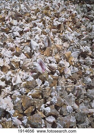 Conch Shells At Worlds Only Conch Farm View Large Photo Image Stock Photograph - Conch Shells At Worlds Only Conch Farm. Fotosearch