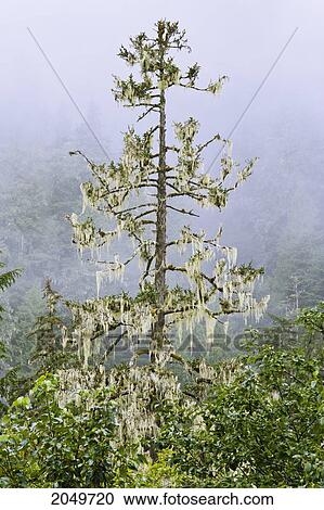 Stock Image - Conifer And Fog Northern British Columbia. Fotosearch