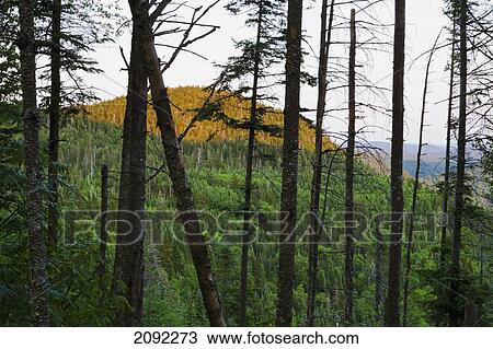 Stock Image - Conifer Forest At Sunset In Bras-Du-Nord Valley; Saint-Raymond Quebec Canada. Fotosearch