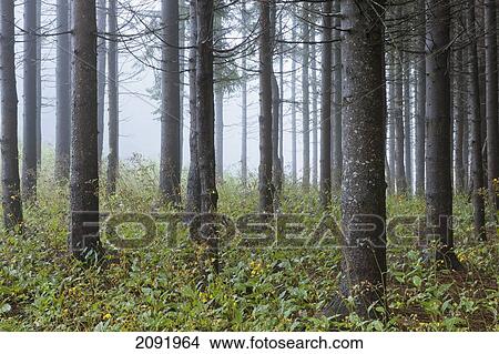 Picture - Conifer Forest In Fog; Petite-Riviere-Saint-Francois Quebec Canada. Fotosearch