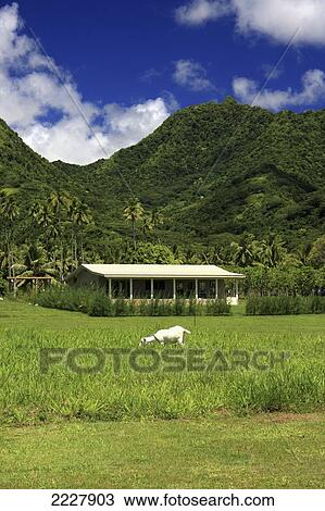 Stock Image - Cook Islands, Goat Grazing On Green Grass On Slopes; Rarotonga. Fotosearch