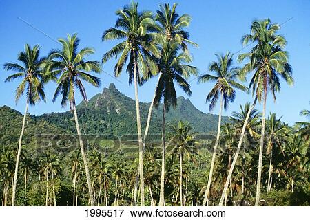 Cook Islands, Scenic Inland View Of Many Tall Palm Trees Against Mountain View Large Photo Image Stock Photo - Cook Islands, Scenic Inland View Of Many Tall Palm Trees Against Mountain. Fotosearch