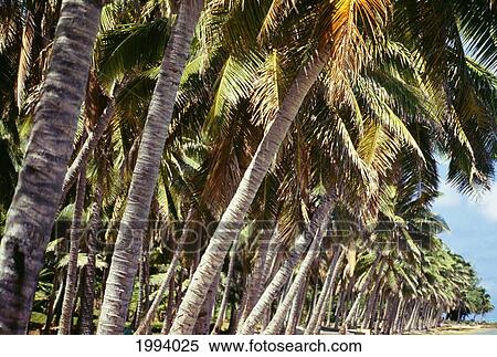 Cook Islands, View Of Many Palm Trees Lining Shoreline View Large Photo Image Stock Photography - Cook Islands, View Of Many Palm Trees Lining Shoreline. Fotosearch