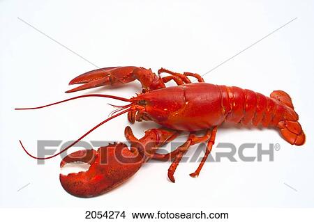 Cooked Atlantic Lobster View Large Photo Image Picture - Cooked Atlantic Lobster. Fotosearch