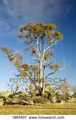 Stock Photo - Cooma, New South Wales, Australia; Tree And Boulders. Fotosearch