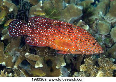 Stock Photo - Coral Grouper (Cephalopholis Miniata) amongst Coral Reef; Indonesia. Fotosearch
