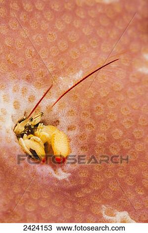Coral hermit crab (Paguritta sp) lives in a hole in hard coral and traps passing plankton in it View Large Photo Image Stock Image - Coral hermit crab (Paguritta sp) lives in a hole in hard coral and traps passing plankton in it. Fotosearch