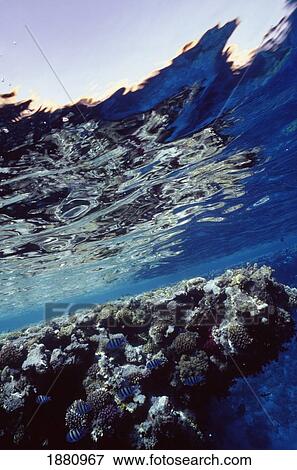 Stock Photo - Coral Reef And Reflections In The Water, Close-Up. Fotosearch
