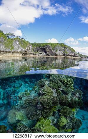 Stock Photo - Coral Reef; Niue. Fotosearch