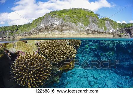 Stock Photograph - Coral Reef; Niue. Fotosearch