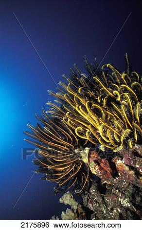 Stock Photograph - Corals In Sea. Fotosearch