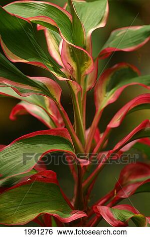 Cordyline Terminalis Red Ti Plant View Large Photo Image Stock Photograph - Cordyline Terminalis Red Ti Plant. Fotosearch