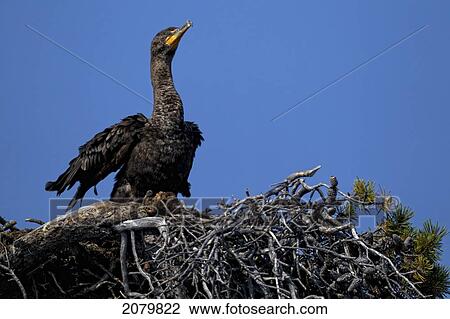 Stock Image - Cormorant In Abandoned Osprey Nest, British Columbia.. Fotosearch