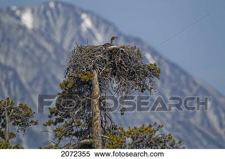 Cormorant In Abandoned Osprey Nest, British Columbia, Canada View Large Photo Image Stock Photography - Cormorant In Abandoned Osprey Nest, British Columbia, Canada. Fotosearch