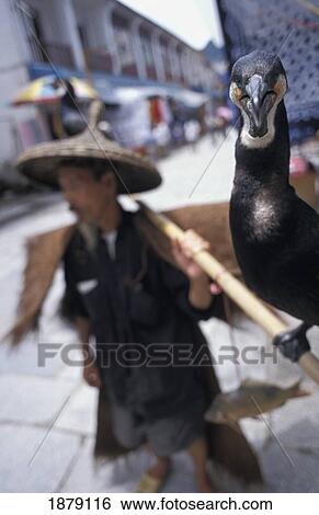 Stock Photograph - Cormorants And Fisherman Posing For Tourists. Fotosearch