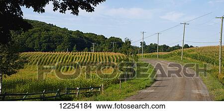 Corn field; Dunham, Quebec, Canada View Large Photo Image Picture - Corn field; Dunham, Quebec, Canada. Fotosearch