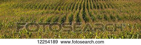 Stock Photo - Corn field; Dunham, Quebec, Canada. Fotosearch