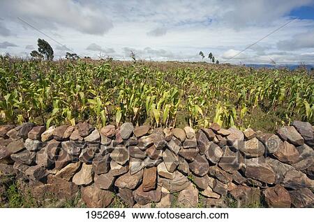 Corn field, Jatun Yampara Indigenous Community, Chuquisaca Department, Bolivia View Large Photo Image Picture - Corn field, Jatun Yampara Indigenous Community, Chuquisaca Department, Bolivia. Fotosearch