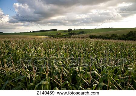 Stock Photo - Corn Fields In Santa Barbara Do Sul, Rio Grande Do Sul, Brazil. Fotosearch