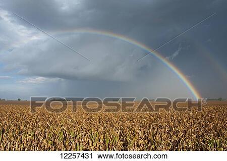 Stock Image - Corn harvest and rainbow; Minnesota, United States of America. Fotosearch