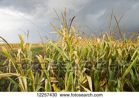 Stock Image - Corn harvest; Minnesota, United States of America. Fotosearch
