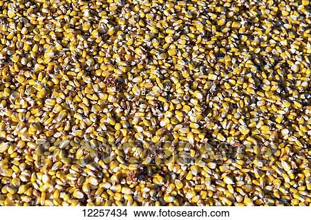 Picture - Corn harvest; Savage, Minnesota, United States of America. Fotosearch