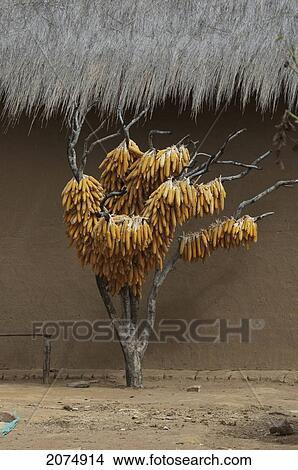 Picture - Corn Husks Hanging To Dry Along The Road Between Ranohira & Ambalavao, Fianarantsoa Province, Madagascar. Fotosearch