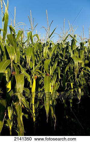 Corn Plantation In Santa Barbara Do Sul, Rio Grande Do Sul, Brazil View Large Photo Image Stock Image - Corn Plantation In Santa Barbara Do Sul, Rio Grande Do Sul, Brazil. Fotosearch