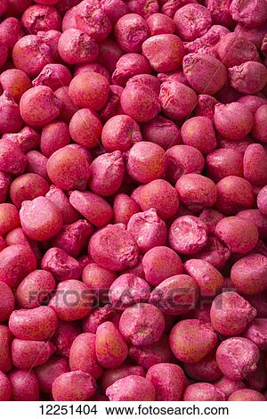 Corn seeds that have been treated with an anti-fungal coating for planting View Large Photo Image Picture - Corn seeds that have been treated with an anti-fungal coating for planting. Fotosearch